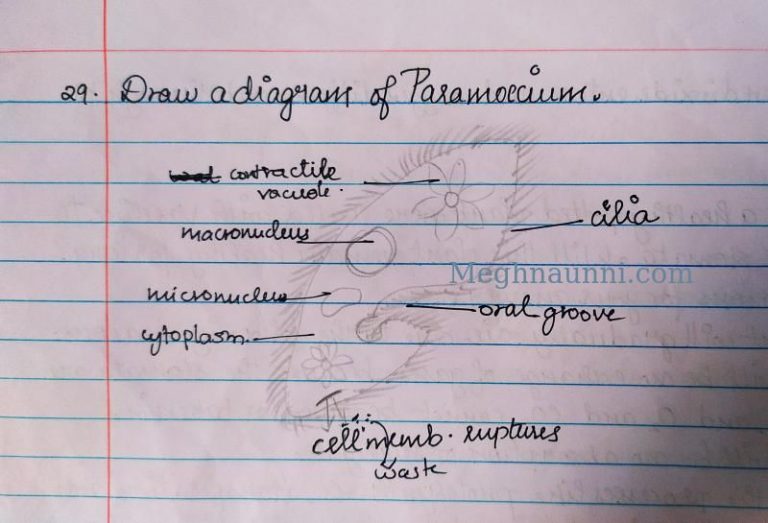 Class 10 Biology | LIFE PROCESSES: Nutrition in Animals | Chapter 6 ...