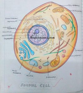 Std 8 Biology Diagrams | Plant & Animal Cell, Nerve Cell – Meghnaunni.com