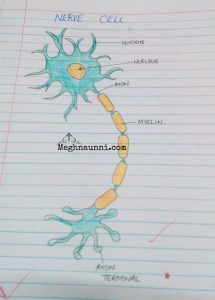 Std 8 Biology Diagrams | Plant & Animal Cell, Nerve Cell – Meghnaunni.com