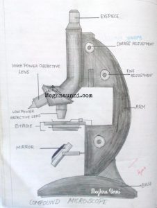 Biology : Compound Microscope Diagram for Class 8 – Meghnaunni.com