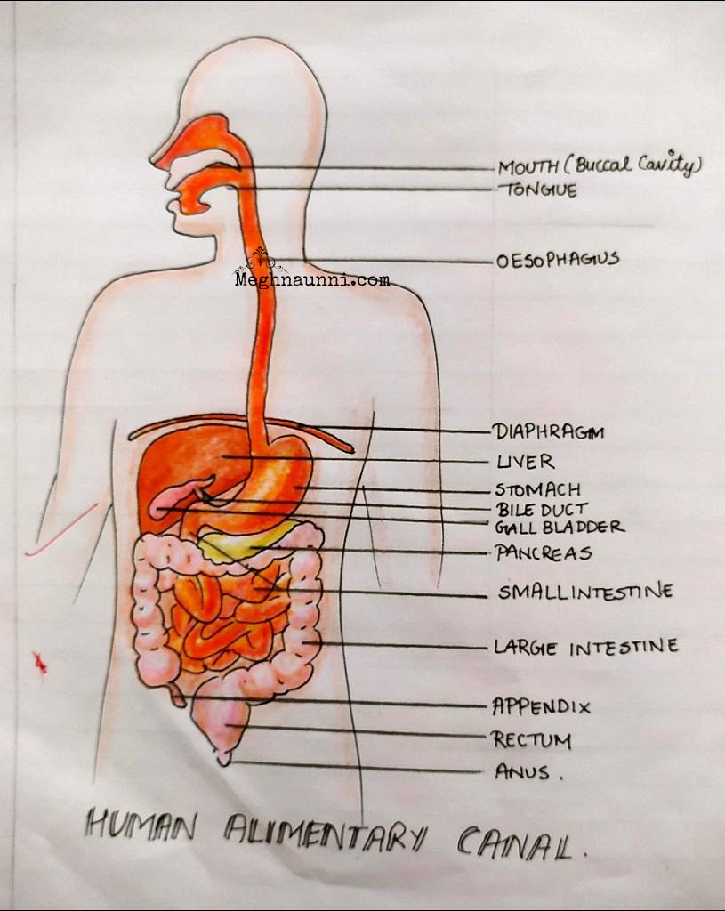 Human Alimentary Canal Biology Diagram For Class Meghnaunni Com