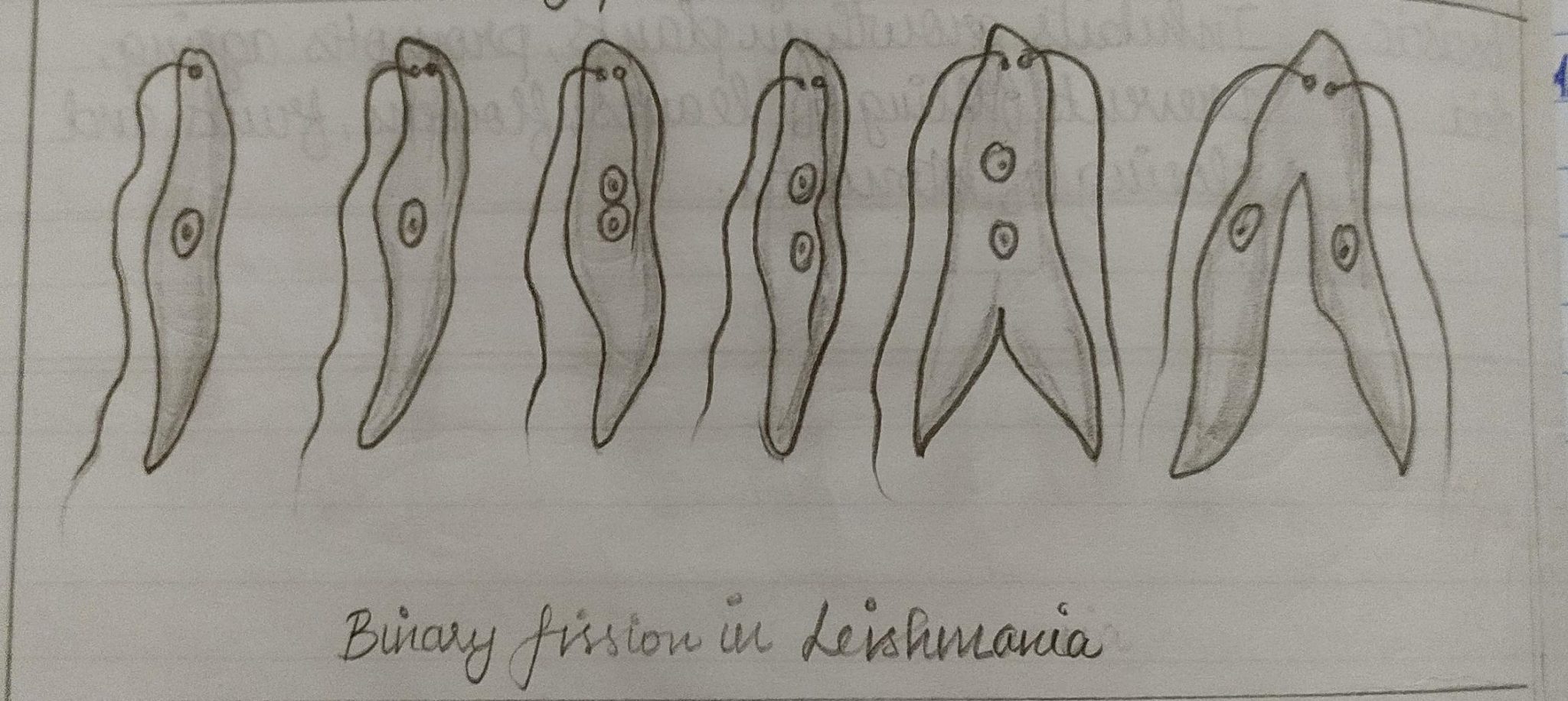 binary fission example drawing