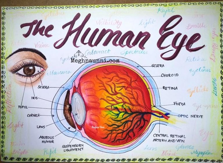 diagrams of an eye