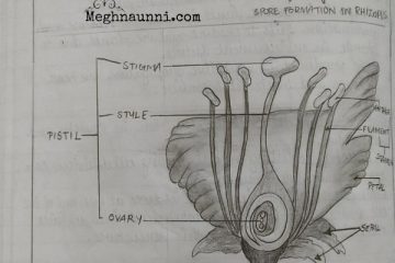 Cross Section of a Leaf | Biology Diagram – Meghnaunni.com